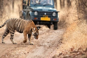 Från Delhi: 5-dagars Gyllene Triangeln och tigersafari