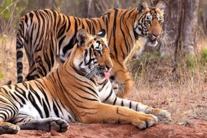 Från Delhi: 5-dagars Gyllene Triangeln och tigersafari