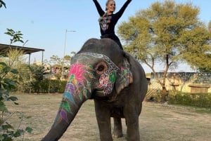 Delhistä: 5 päivän Kultaisen kolmion kiertomatka Ranthamboren kanssa