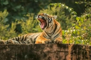 Delhistä: 5 päivän Kultaisen kolmion kiertomatka Ranthamboren kanssa