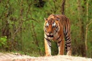 Från Delhi: 5-dagars Golden Triangle Tour med Ranthambore