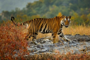 Från Delhi: 5-dagars Golden Triangle Tour med Ranthambore
