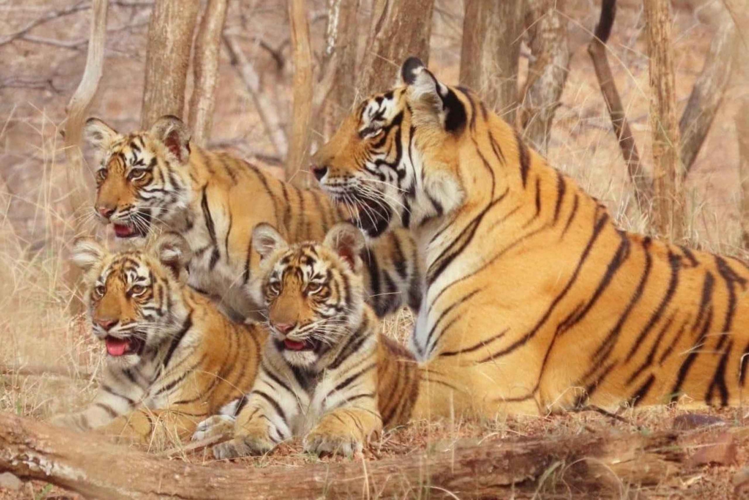 Fra Delhi: 5-dages Gyldne Trekant med Ranthambore Safari