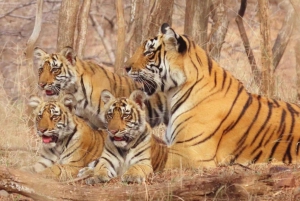 Da Delhi: Triangolo d'oro di 5 giorni con safari a Ranthambore