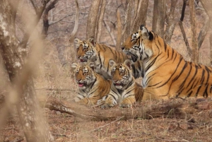 Delhistä: 5-päiväinen Kultainen kolmio ja Ranthambore Safari