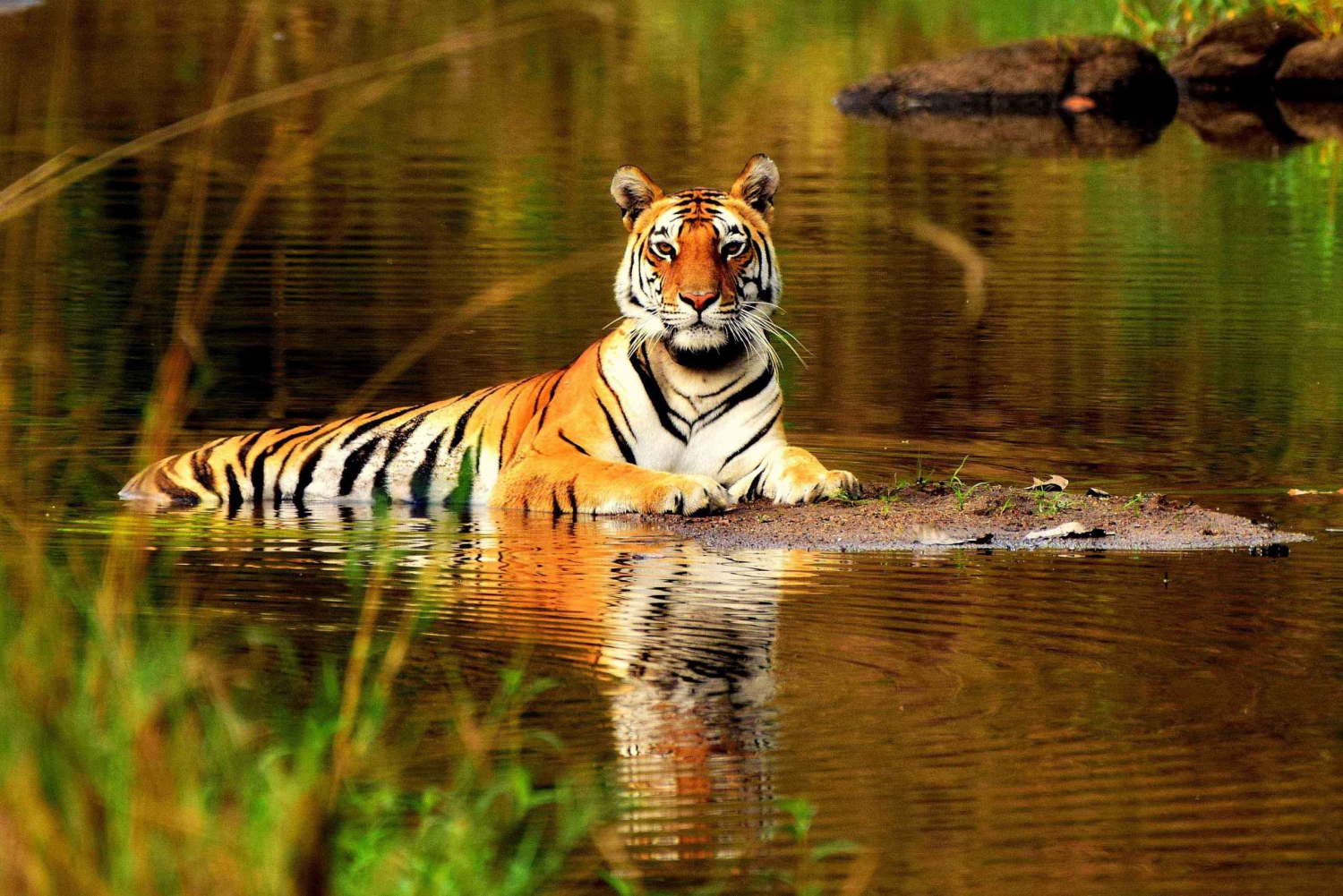 De Delhi: Tiger Safari de 5 dias e excursão ao Triângulo Dourado