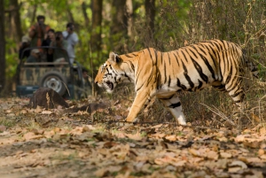 Fra Delhi: 5-dages tigersafari og tur til Den Gyldne Trekant