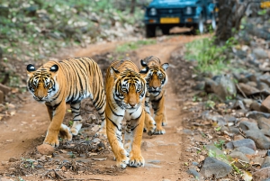 Från Delhi: 5-dagarstur till Gyllene triangeln med tigersafari