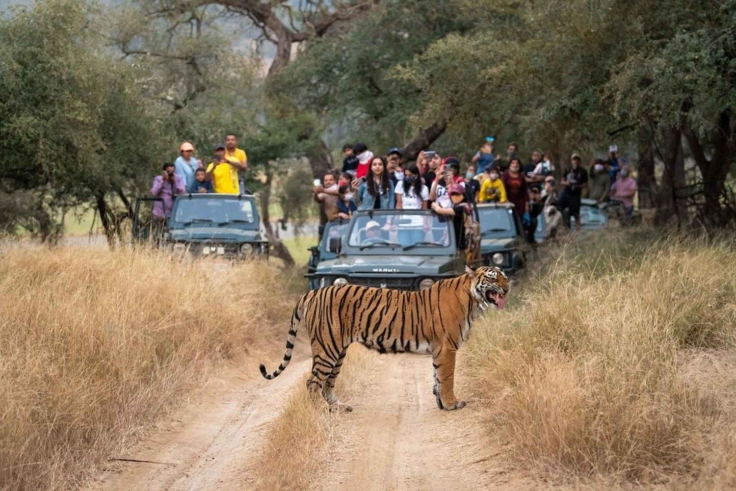 Au départ de Delhi : Triangle d'or de 6 jours et safari des tigres de Ranthambore