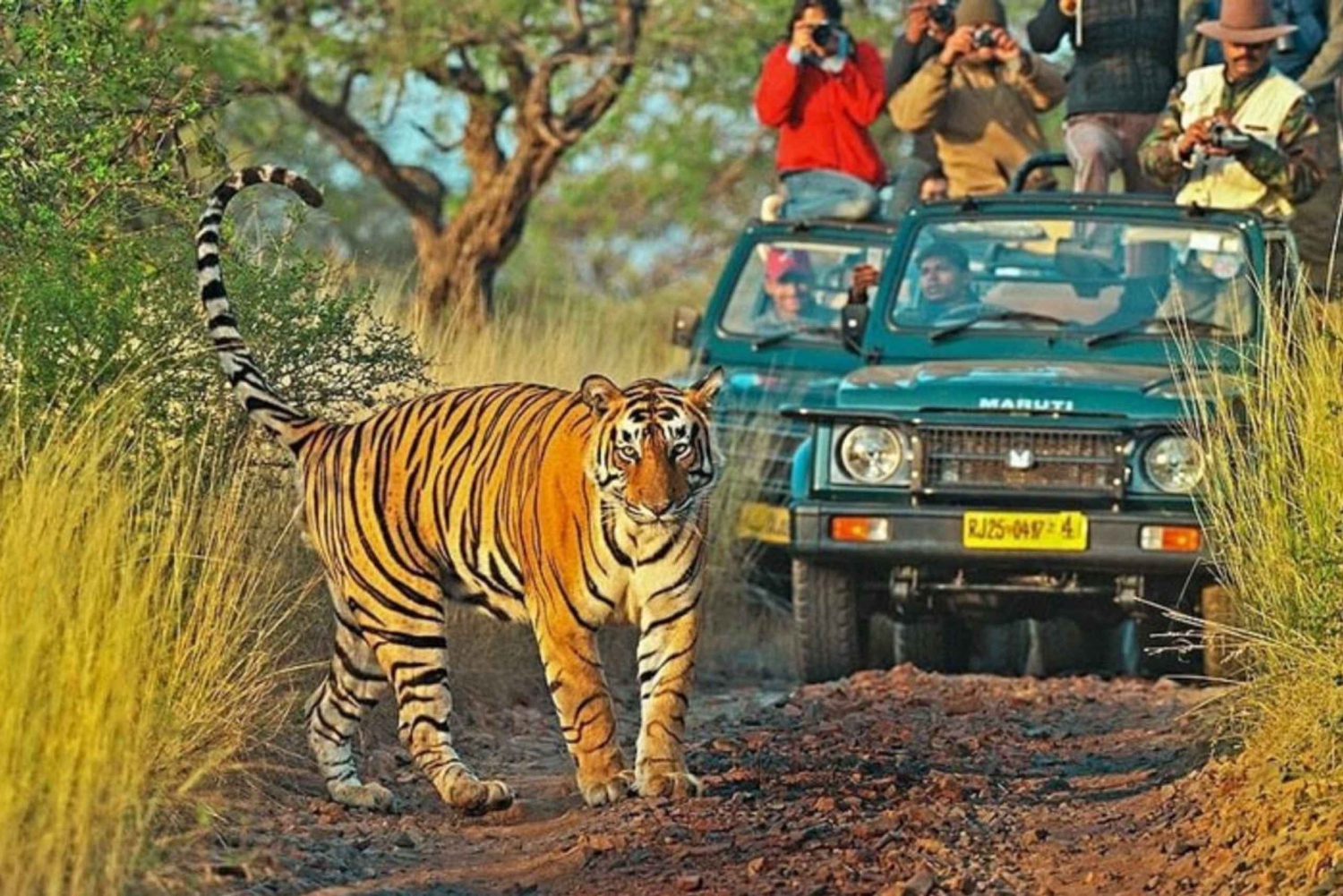 De Délhi: Excursão de 6 dias ao Triângulo Dourado com Ranthambore