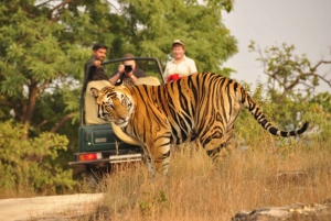 Fra Delhi: 6-dages tur i Den Gyldne Trekant med Ranthambore