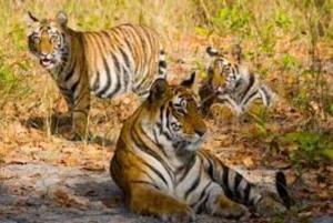 Fra Delhi: 6-dages tur i Den Gyldne Trekant med Ranthambore