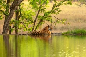 Depuis Delhi : visite de 6 jours du Triangle d'Or avec Ranthambore