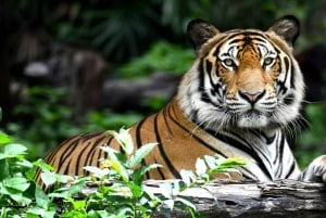 Depuis Delhi : visite de 6 jours du Triangle d'Or avec Ranthambore