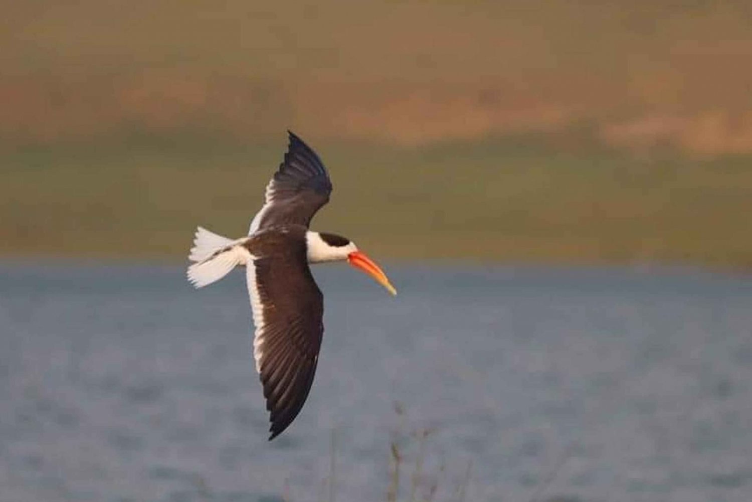 From Delhi: Chambal River Safari with Jeep and Boat Ride