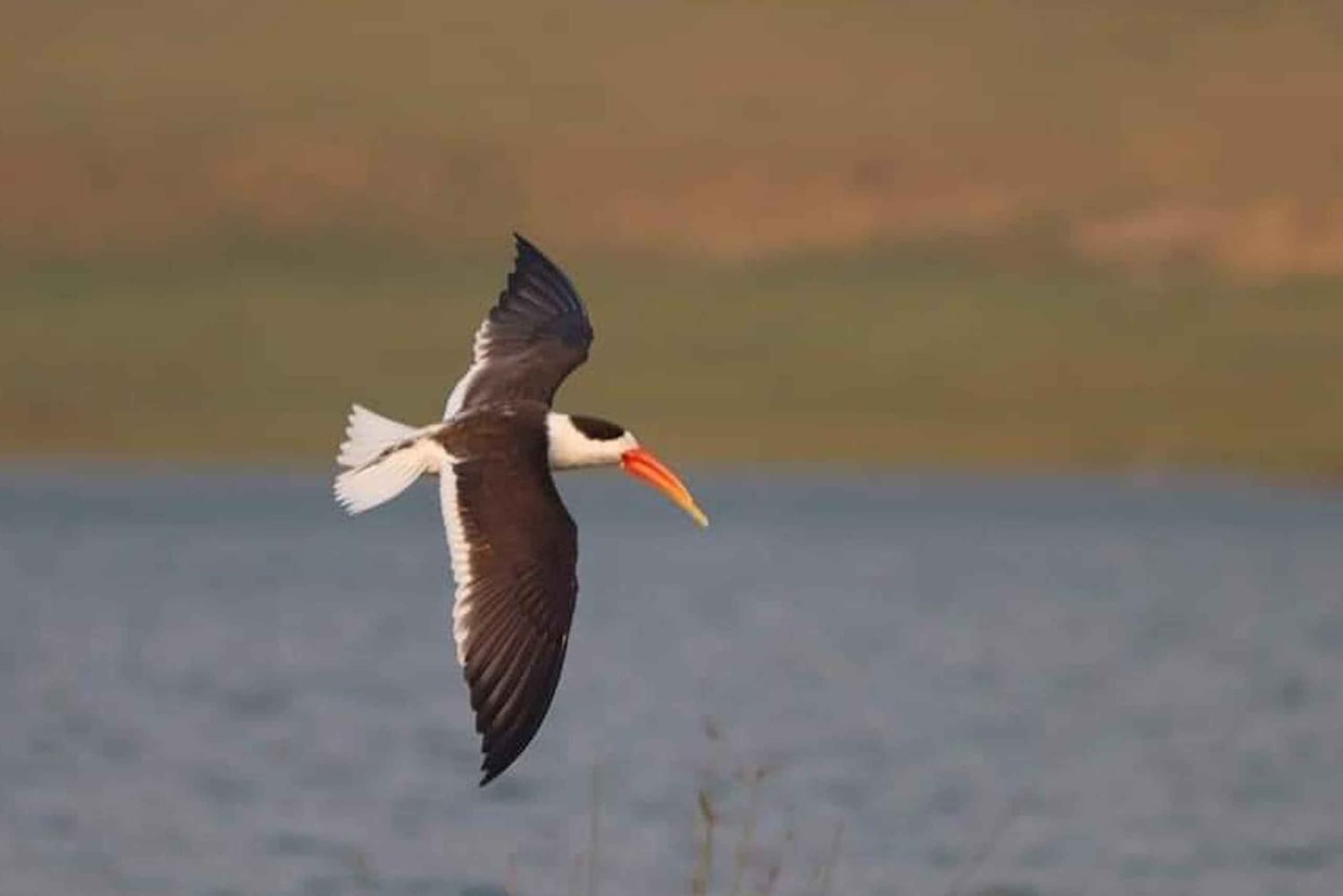 Depuis Delhi : safari sur la rivière Chambal avec jeep et tour en bateau