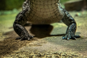Depuis Delhi : safari sur la rivière Chambal avec jeep et tour en bateau