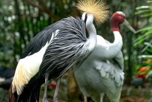 Depuis Delhi : safari sur la rivière Chambal avec jeep et tour en bateau