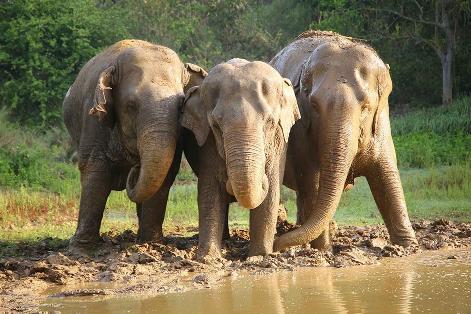 Desde Delhi : Centro de Conservación y Cuidado de Elefantes -Wildlife