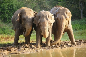 From Delhi : Elephant Conservation and Care Centre -Wildlife