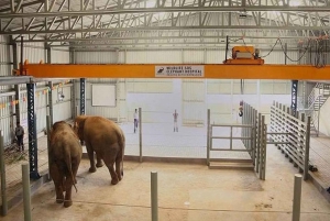 Von Delhi aus: Elephant Conservation and Care Centre -Wildlife