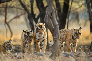 Von Delhi: Goldenes Dreieck & Ranthambhore