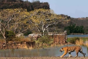 Von Delhi: Goldenes Dreieck & Ranthambhore