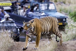 Von Delhi: Goldenes Dreieck & Ranthambhore