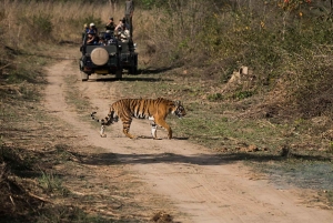 From Delhi: Golden Triangle & Ranthambhore