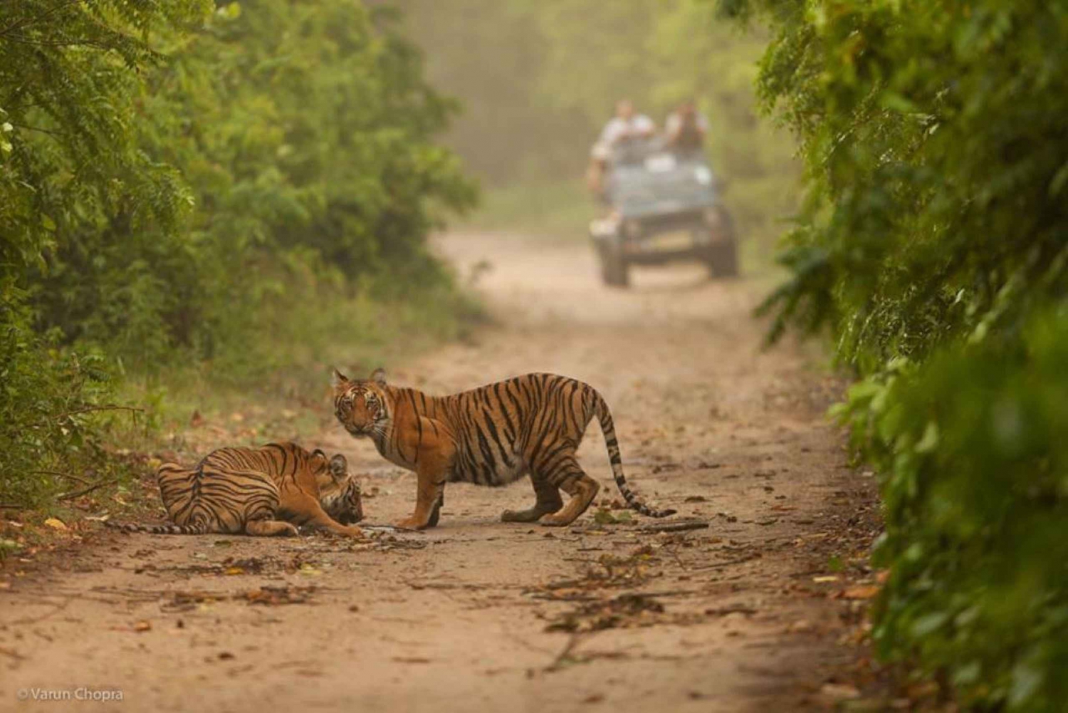 Fra Delhi: Den gyldne trekant og Ranthambore tigersafari 4 dage