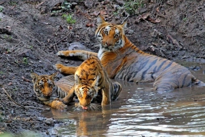 Z Delhi: Złoty Trójkąt i safari tygrysów w Ranthambore - 4 dni