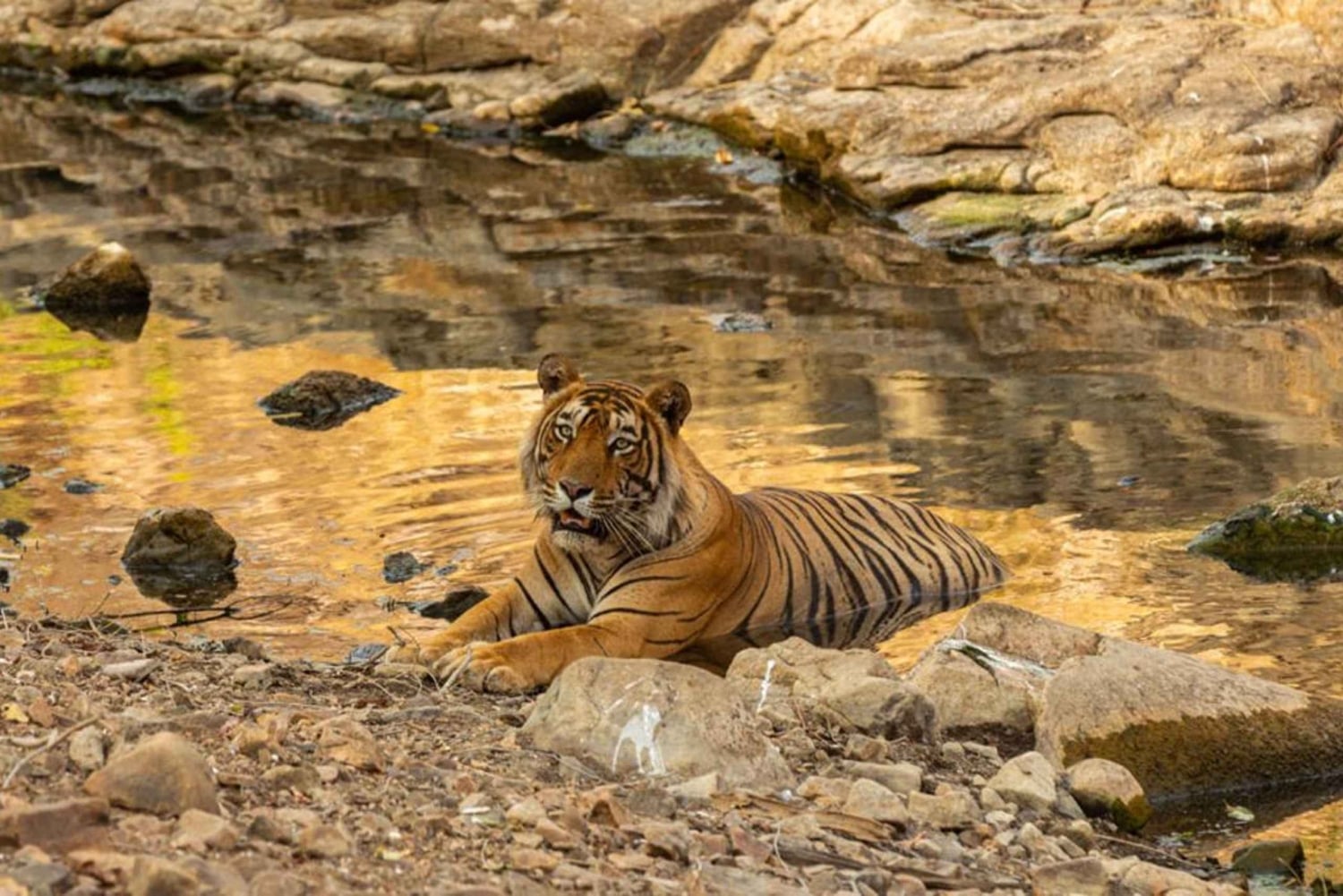 Da Delhi: tour del Triangolo d'oro con Agra, Jaipur e safari