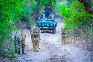 Da Delhi: tour del Triangolo d'oro con Agra, Jaipur e safari