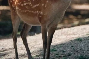 Z Delhi: 3-dniowa wycieczka do Dżajpuru i Puszkaru z safari tygrysów