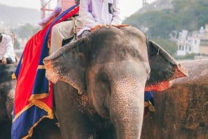 Z Delhi: Jaipur Różowe Miasto Prywatna 1-dniowa wycieczka samochodem.