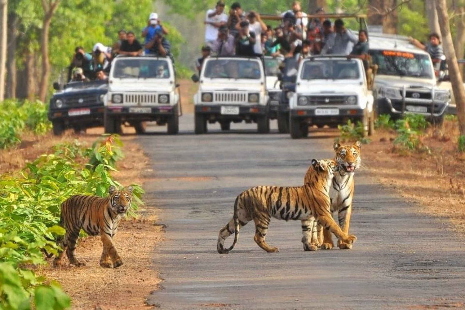 Fra Delhi: Jim Corbett National Park Tour i bil