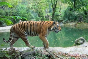 Fra Delhi: Jim Corbett nasjonalpark tur med bil