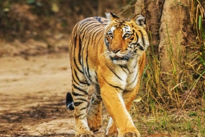 Fra Delhi: Jim Corbett nasjonalpark tur med bil