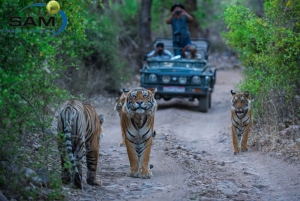 Desde Delhi: Excursión al Parque Nacional de Jim Corbett en coche