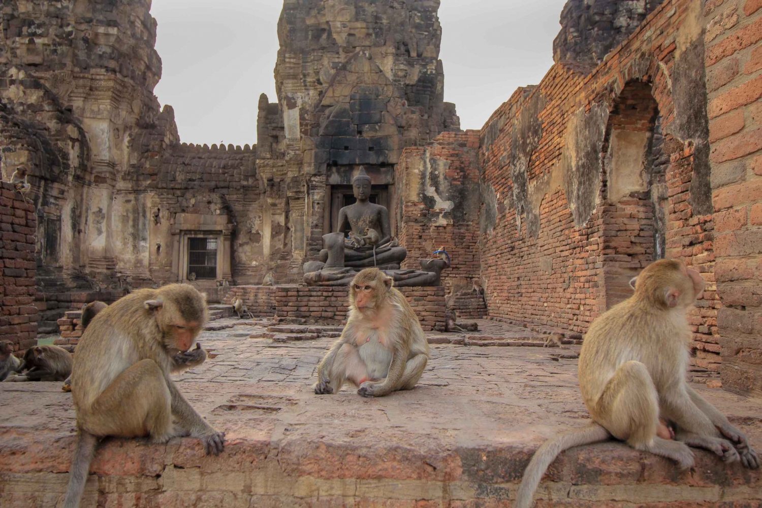 Fra Delhi: Abetempel og byrundvisning i Jaipur i bil