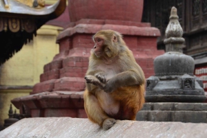 Depuis Delhi : Visite du Temple des Singes et de la ville de Jaipur en voiture