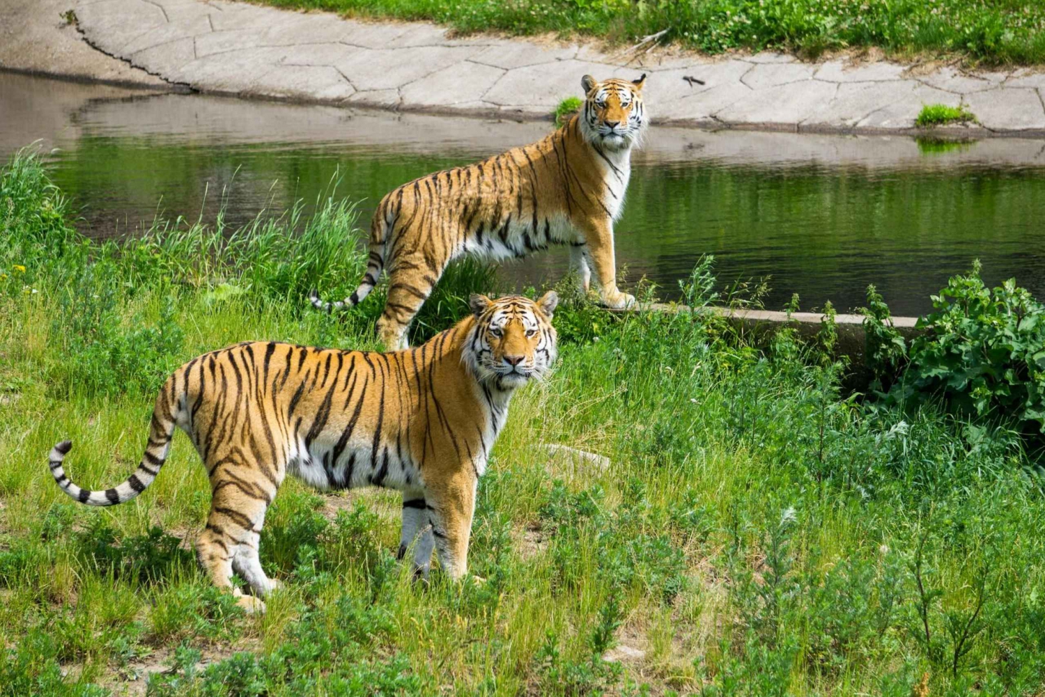 Au départ de Delhi : visite privée de 3 jours à Ranthambore (safari animalier)