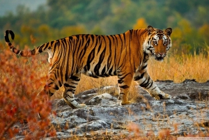 Fra Delhi: Privat 3-dages Ranthambore Wildlife Safari-tur