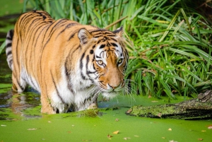 Au départ de Delhi : visite privée de 3 jours à Ranthambore (safari animalier)