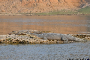 Fra Delhi: Privat Chambal River Safari