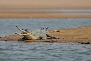 Från Delhi: Privat Chambal River Safari