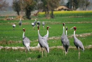 Depuis Delhi : safari privé sur la rivière Chambal