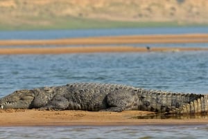 Från Delhi: Privat Chambal River Safari