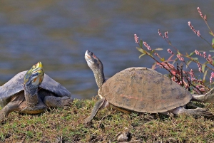 Depuis Delhi : safari privé sur la rivière Chambal