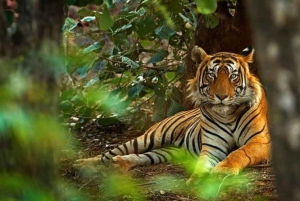 Vanuit Delhi: dagtrip naar Ranthambore National Park met safari